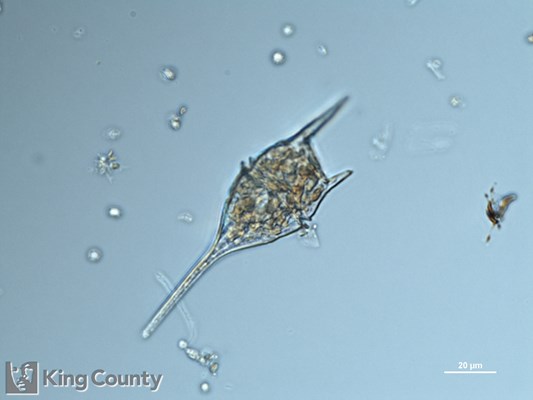 Photo of Ceratium lineatum